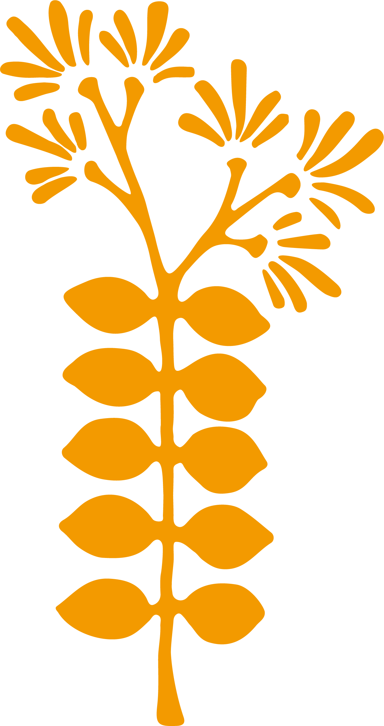 Kūhai Hālau Ō Leiʻilimalani Pā ʻŌlapa Kahiko｜クーハイハラウ京都